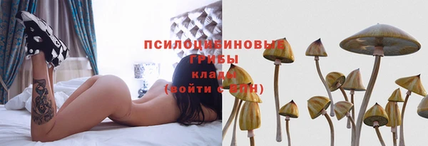 прущие грибы Алзамай